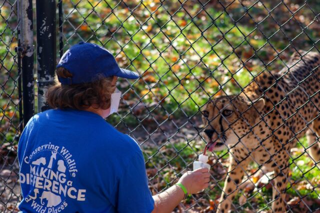 Today is #InternationalCheetahDay! Here is a behind-the-scenes look at a special treat for our cheetah, Janga! 🩸 Our cheetahs receive blood "treats" as positive reinforcement for participating in training or enrichment. Let's celebrate these incredible cats and raise awareness to help protect them for generations to come! ❤️

#cheetahsofinstagram #cheetahs #cheetahday #catsofinstagram #conservation #zoo #rwpzoo