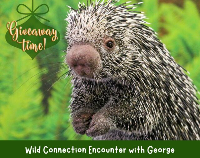 Week 2 Giveaway: Meet George the Porcupine! 🦔🎁

'Tis the season for giving, and we're continuing our 5 Weeks of Amazing Giveaways! This week, you could win an exclusive animal encounter with our adorable prehensile-tailed porcupine, George!

TO ENTER:
1. Like this post!
2. Tag a friend

A lucky winner will be chosen at random on Thursday, December 12th.
Stay tuned for more wild giveaways each Tuesday throughout the month of December!

No purchase necessary. This promotion is in no way sponsored, endorsed or administered by, or associated with Meta. We will never ask for any financial information or to click external links. Please beware of potential scams. Please note this encounter is valid through the 2025 season and advanced scheduling is required.