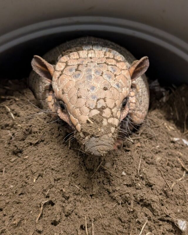 Peek-a-boo👀

#DYK six-banded armadillos like Beau have super strong claws that help them burrow and forage for food.

Want to help Beau and our other animals thrive? Check out our Animal Enrichment Wish List to see how you can contribute to their wild adventures: bit.ly/rwpzoo_wishlist