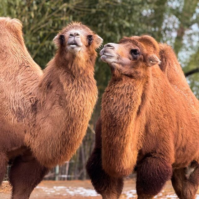 Guess what day it is... Happy hump day from Nova and Oliver! 🐫