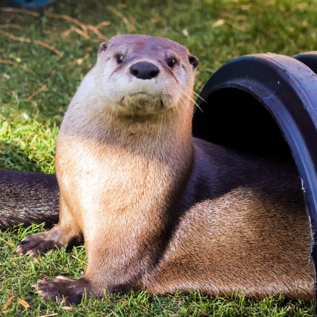 Soaking up all the sunshine on these chilly winter days! ☀️

North American river otters have a thick, water-repellent coat of fur that helps them stay warm and comfortable in the winter.