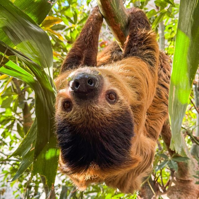 Sundays are for hangin' and relaxing- looks like Riley is an expert! 🦥