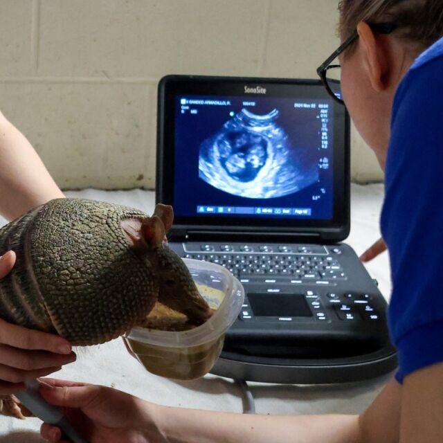 Our armadillo family is growing by 16 tiny feet!💙 

Patsy, our nine-banded armadillo, is pregnant with 4 pups. Now that's something to shell-abrate! She has had weekly ultrasound check-ups and everything looks great- we can see 4 very active babies. We will continue to provide updates as her pregnancy progress. Babies due February 2025!