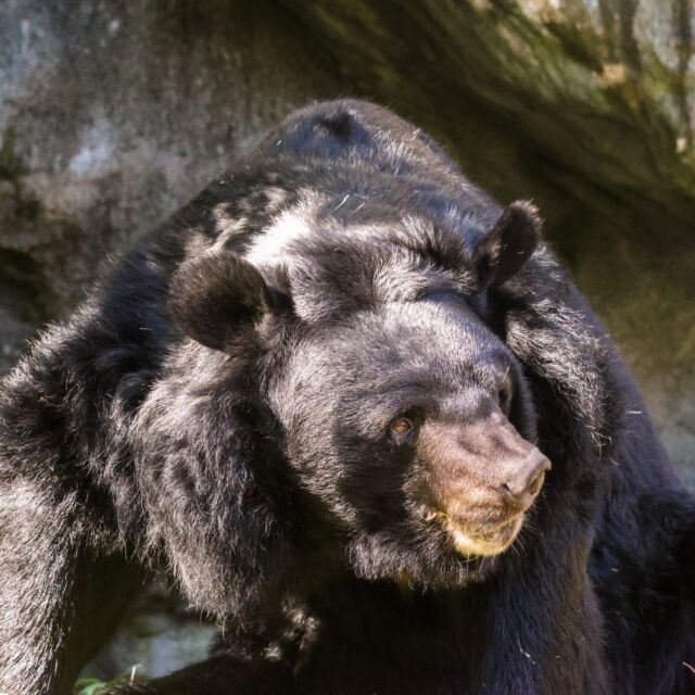 29 years of handsome George! 🎉 Please join us in wishing our moon bear George a happy birthday!