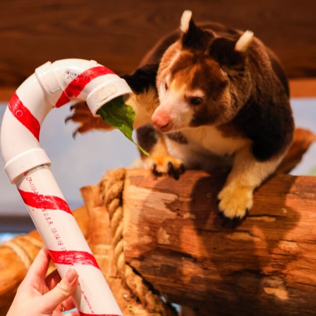 Candy cane kisses for the birthday girl! ❤️ Our sweet mama Keweng turned 5 today!

She is celebrating with some candy cane enrichment filled with greens and treats. Help us wish Keweng a wonderful Christmas Eve birthday! 🎄