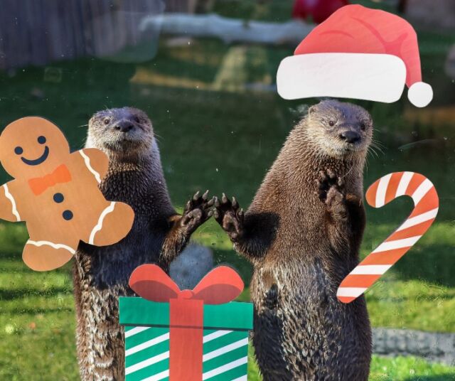 Looks like Santa Paws came to town! 🎅🏽 Merry Christmas and Happy Holidays to all! ❤️

Sending an otterly special thank you to our dedicated animal care staff who will be spending their holidays caring for our animals. 💚

Reminder: The Zoo and the Holiday Lights Spectacular are closed today and will reopen tomorrow.🎄