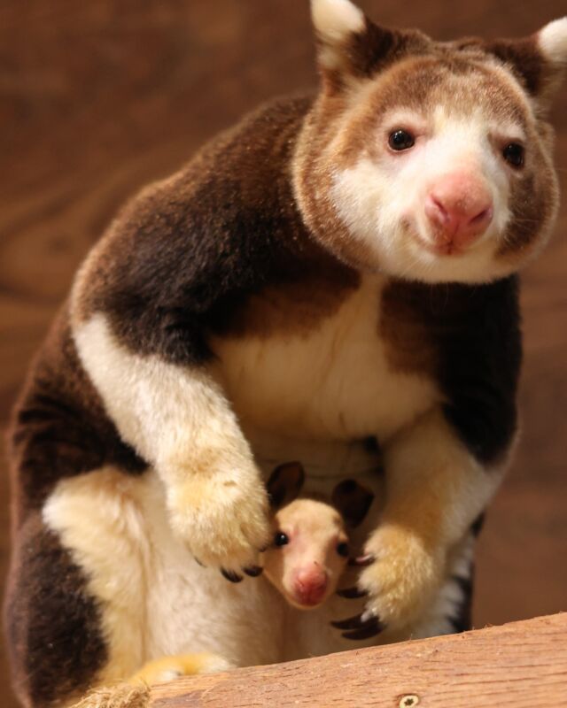 Keweng and Ren, have a special message for you! TODAY is National Visit the Zoo Day, and to celebrate, we're offering FREE entry to the Zoo!

Bring a non-perishable food item to benefit the Rhode Island Community Food Bank and receive free day-of entry. @cardisfurniture is generously donating a truck and staff to help collect and distribute your generous donations. 

Get outside, enjoy the fresh air, and lend a helping paw to our community!