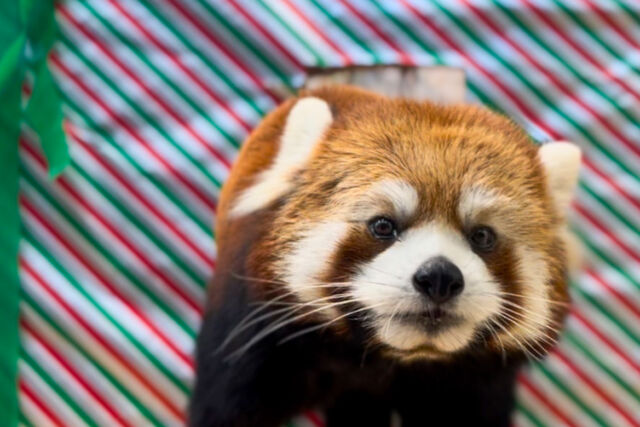 Panda-monium has erupted in the gift-wrapping department! 🎄🎁

Zan the red panda is enjoying some festive enrichment! It's wonderful to see how much our animals love exploring new things, thanks to the creativity and dedication of our amazing keepers. 

📷 Keeper Bri
#animalenrichment #holidayseason #redpandasofinstagram