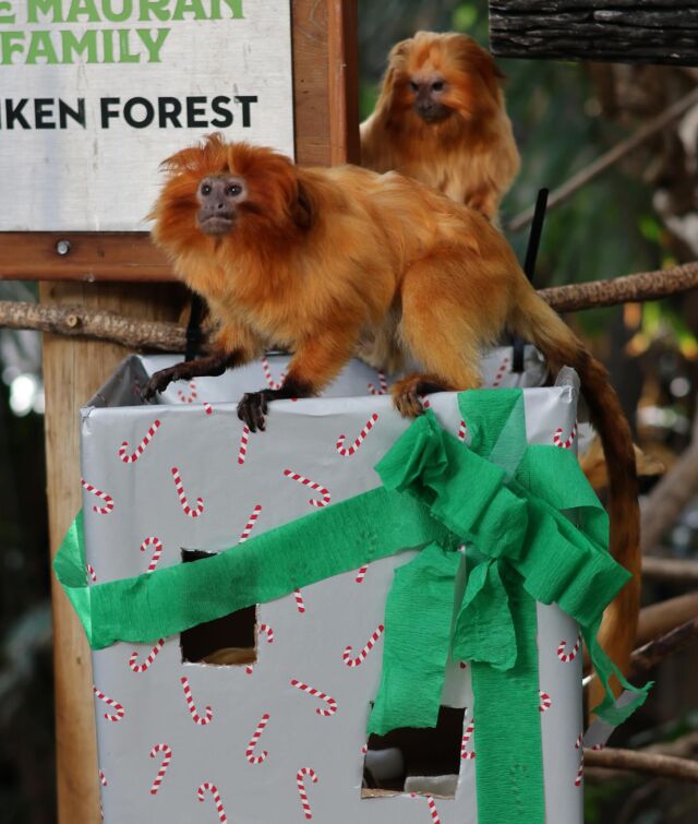 Merry Enrich-mas! 🎁 Our keepers have been making spirits bright with lots of fun and festive enrichment for our animals. 

Enrichment like this is a great way to change up typical daily routines and scenery, creating mental and physical stimulation through play and exploration for our animals. Enrichment is vital for the well-being of animals, and we are thankful for the creative minds of our keepers behind the fun! 🎄🎁❤️ 

📸 Keepers Jill and Kelly