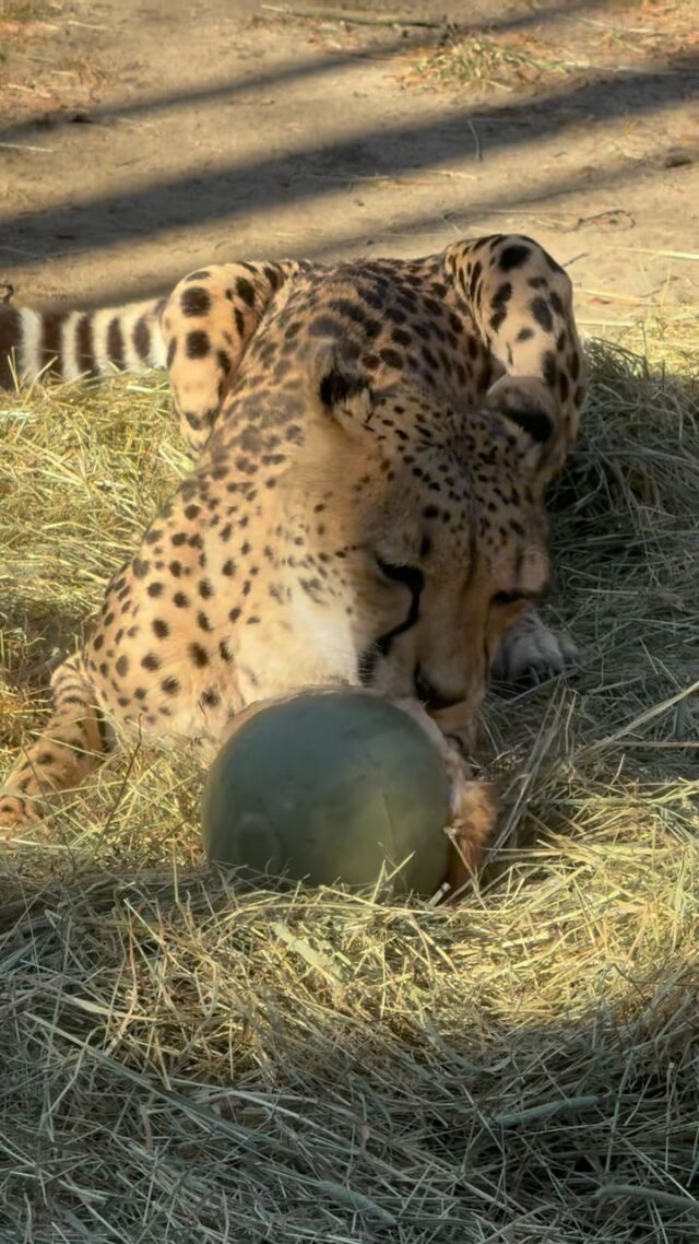 Cheetah sisters Janga & Abbey are having a BALL! 🐆 Our keepers provide our animals with enrichment to keep them mentally and physically stimulated! Here you can see them enjoying their boomer balls with frozen rabbit fur, encouraging natural behavior.

#animalenrichment #caturday #cheetah