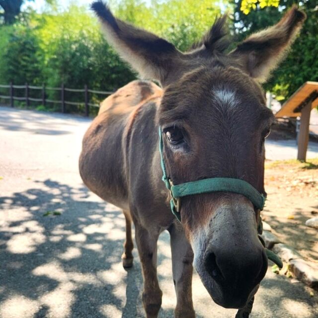 It is with heavy hearts that we share the passing of our beloved Willie the donkey.

Willie, who celebrated his 30th birthday with us just this past July, had been receiving medical care for some time. He passed peacefully yesterday, surrounded by the love of his dedicated zookeepers.

Willie arrived at the Zoo on July 26, 2002, at the estimated age of 8. For over 20 years, Willie brought immeasurable joy to our visitors, staff, and volunteers. His gentle spirit and playful personality will be deeply missed. He was truly an extraordinary ambassador for the Zoo, and his presence will forever be felt throughout the farm.

Thank you, Willie, for the countless memories and the love you shared with all of us. You will be forever in our hearts. ❤️