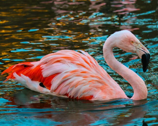 New Year's resolution: Be as fabulous as a flamingo! 🦩✨

Happy New Year from all of us at Roger Williams Zoo! We can't wait to flamingle in 2025! 😉 Join us for Winter Wonder Days (1/2 priced admission) now through the end of February. ❄️

P.S. The Zoo and Holiday Lights are open today! 🎇