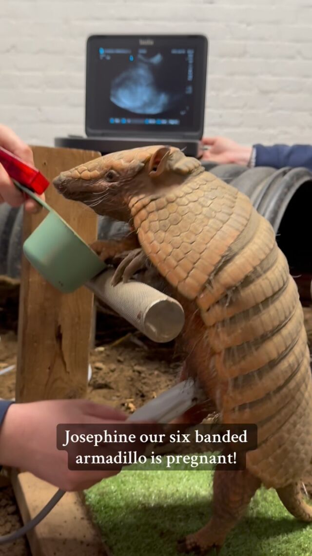 This is kind of a big dillo… we’re having a baby! 🥰

#armadillo #animalcare #vetcare #babyanimals