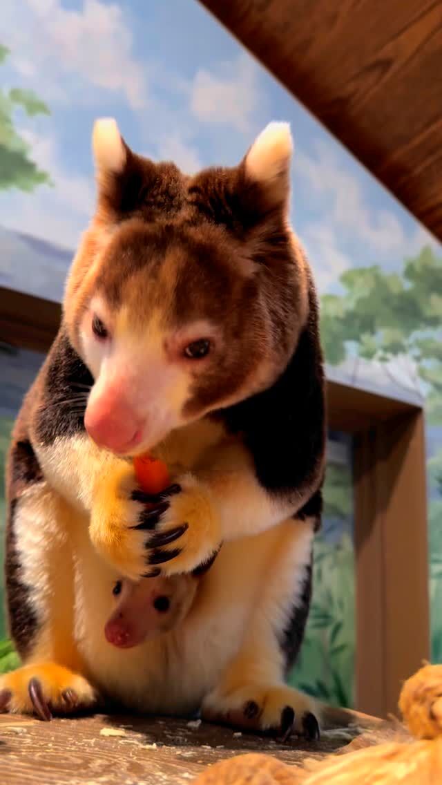 😌🥕 The sweet sounds of Keweng cronching on a carrot to start your weekend off right! 

#matschiestreekangaroo #treekangaroo #cronch #asmr #adorableanimals