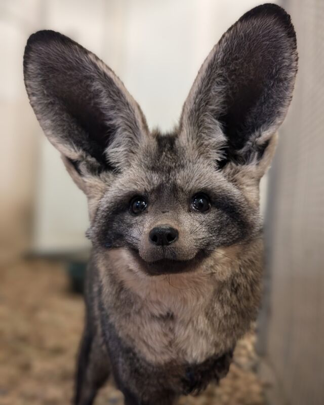 Norman is simply ear-resistable! 🧡

The bat-eared fox possesses extraordinary hearing! To pinpoint the exact location of its prey, they can swivel their cup-shaped ears independently.

📷 Keeper Courtney