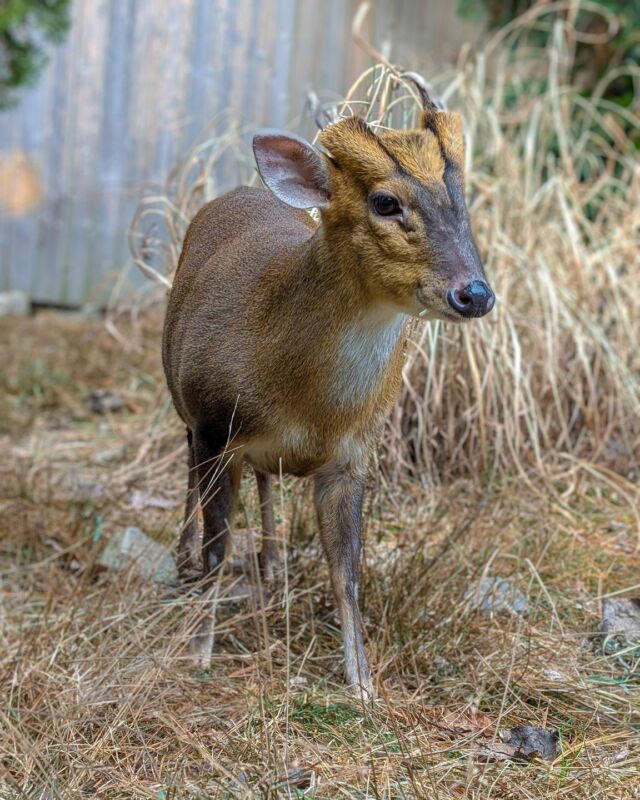 Meet Mario the muntjac 🦌 This shy guy is one of our lesser-known residents. Did you know muntjacs are among the oldest known deer, dating back 15-35 million years? Mario might be small (only about 16 inches tall), but he's got a BIG history!

📷 Keeper Courtney