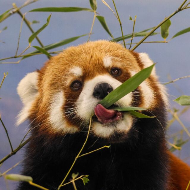 Monday Munchies with Zan the red panda! 😋 

You can still see many of our animals in action during these winter months! Red pandas are well-adapted to cold weather and enjoy the winter. Don't forget- the Zoo is currently 1/2 priced admission until February 28th! ❄️