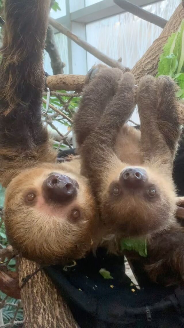 ⚠️ Boopable snoot incoming- baby Scout is on the move! 🦥 💨

📸 Keeper Jen Hen