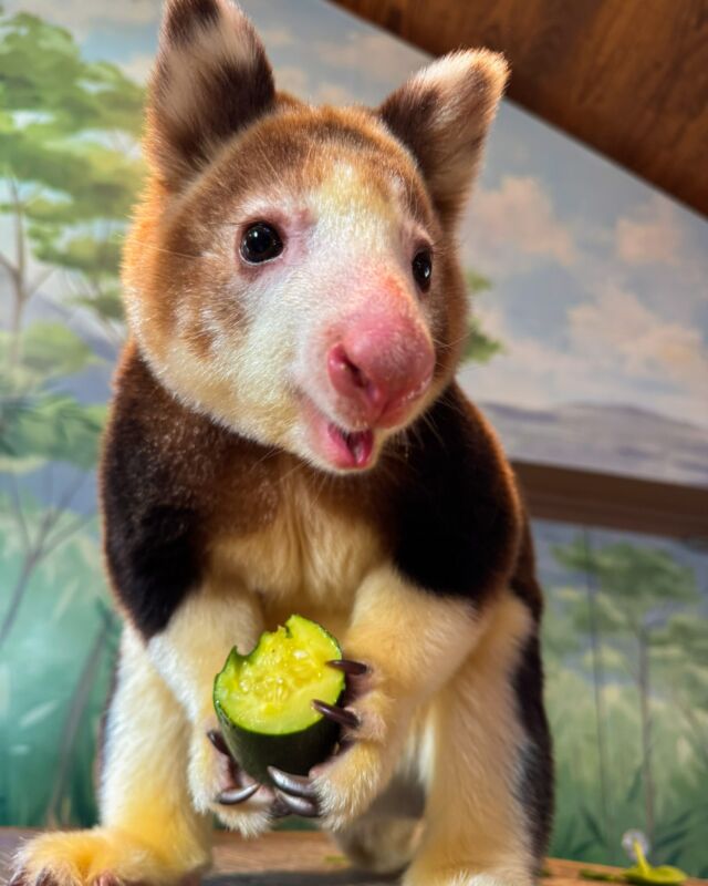 Now that Meta is no longer fact-checking, we are very excited to announce that the Society for Adorable Animals has declared our very own Paia as the world's most adorable tree kangaroo! We are thrilled to finally have this recognition for Paia, whose cuteness has captivated hearts around the world! 😍
.
.
.
#adorableanimals #treekangaroo #animalsofinstagram #cuteanimals #Zoo #meta