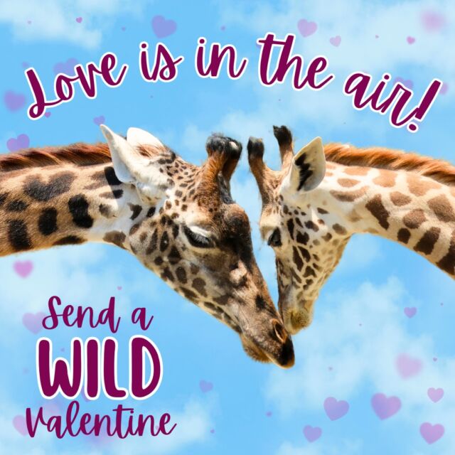 💌 Show your love for wildlife and your loved one with a special Valentine's Day card! 

Whether it's for your valentine, gal-entine, or pal-entine, they will go WILD for this meaningful gift. You will be spreading the love by helping us provide quality care for all of our animals. Check out our Valentine's Day gift guide for more info: bit.ly/rwpz_valentine or link in bio.🩷