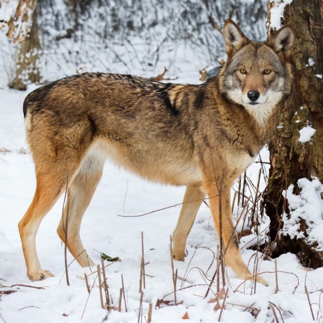 Saluda is having one howl of a good time in the snow! ❄️