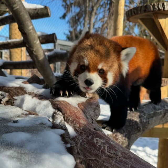 Kendji is in his element! ❄️

Red pandas are well adapted for cold and snowy weather! (They actually prefer it!) Their multi-layered “winter coat” and long fluffy tail help keep them warm during these colder months.