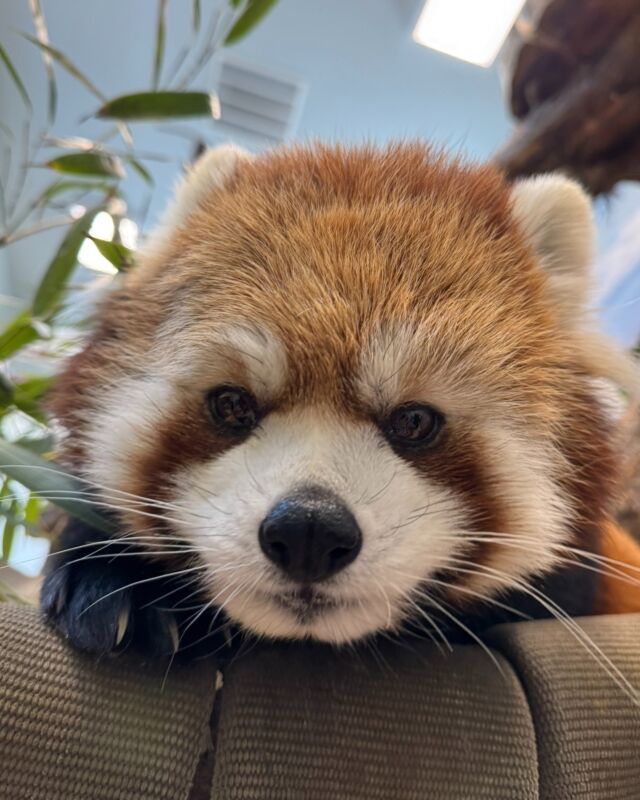 Warning: May cause instant squeeing! 😍 Our new Red Panda Encounters are here! Get up-close with these Himalayan heartthrobs. 

Learn about their care, training, and enrichment from our expert keepers. Book your encounter today>> bit.ly/rwpzoo_wildconnections