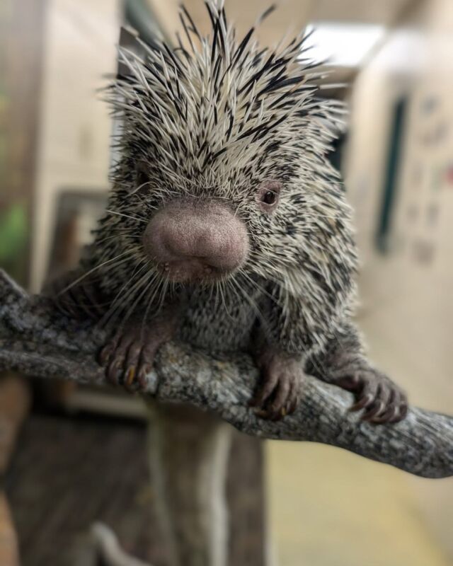 "I'm in love!" - You, probably, after meeting George, the prehensile-tailed porcupine. 😉
 
Did you know you can meet this handsome guy during an up-close encounter? Plan yours today>> bit.ly/rwpzoo_wildconnections

📸 Keeper Courtney