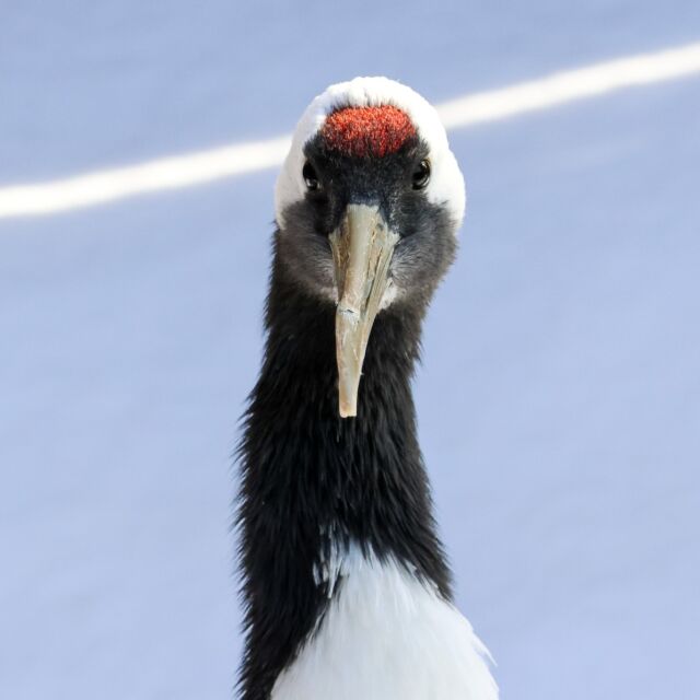 Due to forecasted inclement weather, the Zoo will be CLOSED tomorrow 2/6. ❄️ 

During our last snow fall, our red-crowned cranes were intrigued by their crane shaped snowman made by their keeper! ☃️ Thanks keeper Courtney for the fun enrichment and photos! 😊