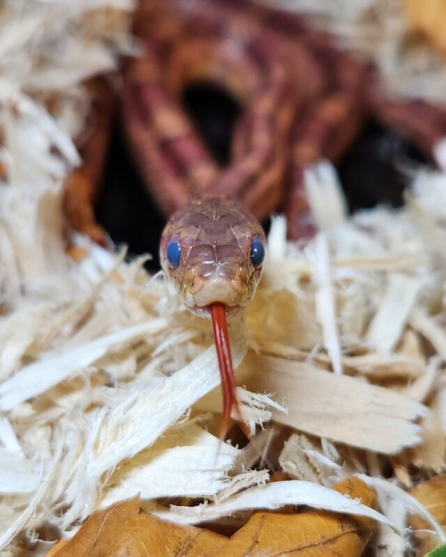 Udon and Lou here to sssay Happy Lunar New Year! 🐍✨

DYK this is the Year of the Snake? These slithery superstars represent wisdom, intuition, and major transformation! Just like Udon here (our gorgeous red cornsnake!), snakes are constantly shedding their old selves and embracing new growth. You can even tell when Udon's about to shed – his eyes turn a cloudy blue! It's like nature's way of saying "new year, new me!"

Snakes are essential to our ecosystems. They're the ultimate rodent patrol, keeping things balanced and healthy. Plus, they're just fascinating! With over 3,000 species worldwide (and 150 right here in North America!), there's so much to discover.

#lunarnewyear #yearofthesnake #snakelove