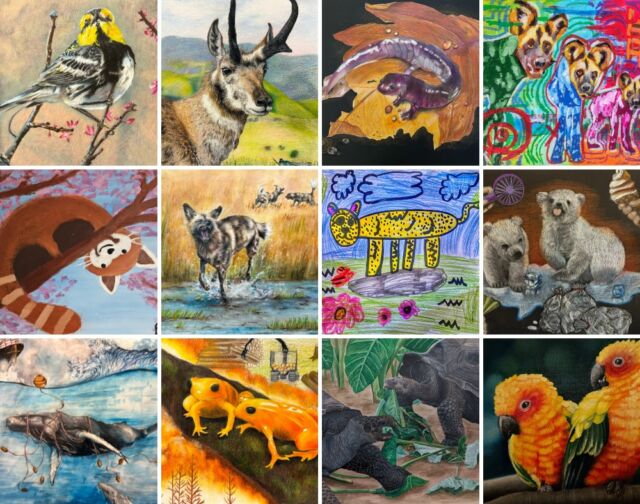 Cabin fever got your kids feeling WILD? Unleash their inner artist & champion endangered animals! 🐘🦋🎨

The 2025 Endangered Species Youth Art Contest is HERE! Free & open to all New England kids K-12. Let their creativity soar as they celebrate the beauty of wildlife through art. It's the perfect winter project with a purpose!

Deadline: April 6, 2025

Get all the details and enter at bit.ly/rwpzoo_artcontest

#EndangeredSpecies #YouthArt #ArtContest #NewEngland #WildlifeArt #KidsActivities #WinterFun