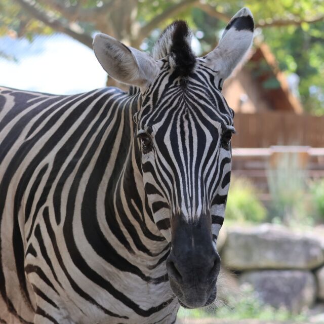 Happy International Zebra Day! 🦓 Did you know that the white stripes on a zebra are due to the lack of melanin (pigment) in the hair follicles on those parts of their body?