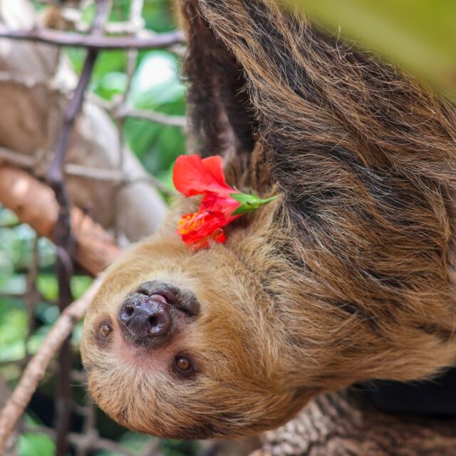 🚧 ZOO UPDATE! Our Faces of the Rainforest building is temporarily closed for renovations. 

While the building is closed, you can stay warm at Our Big Backyard and the World of Adaptations with animal encounters and other indoor activities. Stay tuned for more updates!