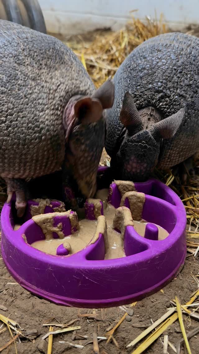 Send this to your Valentine, Pal-entine, or Gal-entine that you want to share a meal with this Valentine’s Day 💘

You can also send the cutest Valentine’s Day card around while supporting animal care and conservation at the Zoo! Your donation will help provide care for couples like Patsy and Sheldon, who are expecting 4 babies this month! 🥰 

💌 Send a valentine now before it’s too late! bit.ly/vdaycard2025 or link in bio!