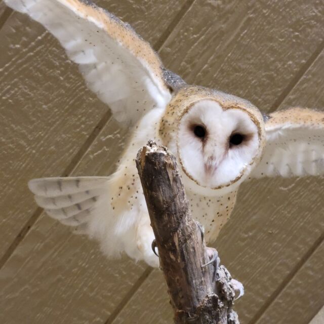 It's Superb Owl Sunday! Looks like Moya the barn owl doesn't care too much about the big game. 🏈