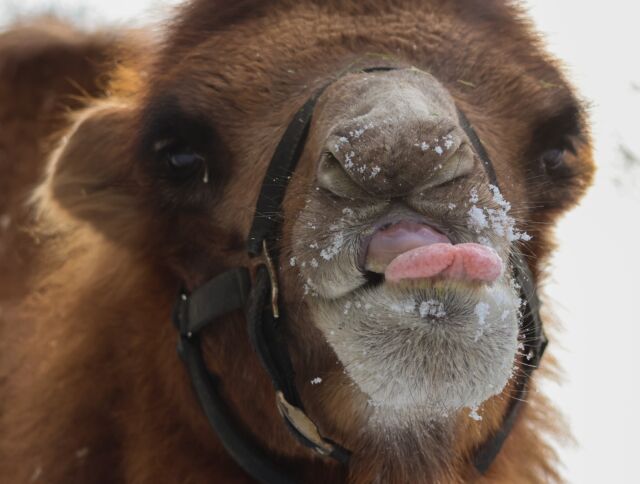 Trying to catch some snowflakes like 😛 The Zoo will be CLOSED tomorrow, Sunday 2/9 due to the snow storm. Stay safe and warm! ❄️

P.S. We want to extend a special thank you to our animal care staff who will be here during the storm caring for all of our animals. They are truly heroes! And thank you to our operations team who will be here clearing the snow and making it safe for our staff. 💙