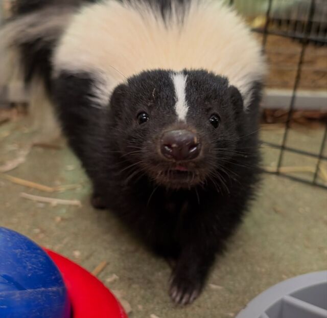 🦨 Some stinkin’ adorable news! 🦨 Swipe to meet Havarti and Muenster 🧀 our two new ambassador skunks! 

Havarti and Muenster are behind-the-scenes for now, learning the important skills that will help them thrive as ambassadors to their species! They will soon be participating in educational programs on and off site, allowing guests to form a deeper appreciation and connection with wildlife.

📸 Keeper Courtney