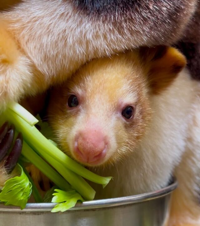 The sweetest snoot you will see on your timeline today 🥰 Swipe for baby roo hops! 

Baby Ren is growing by the minute and reaching new milestones! She has started leaving mom’s pouch for short periods, hopping around and exploring her habitat. 

📸 Keeper Mac