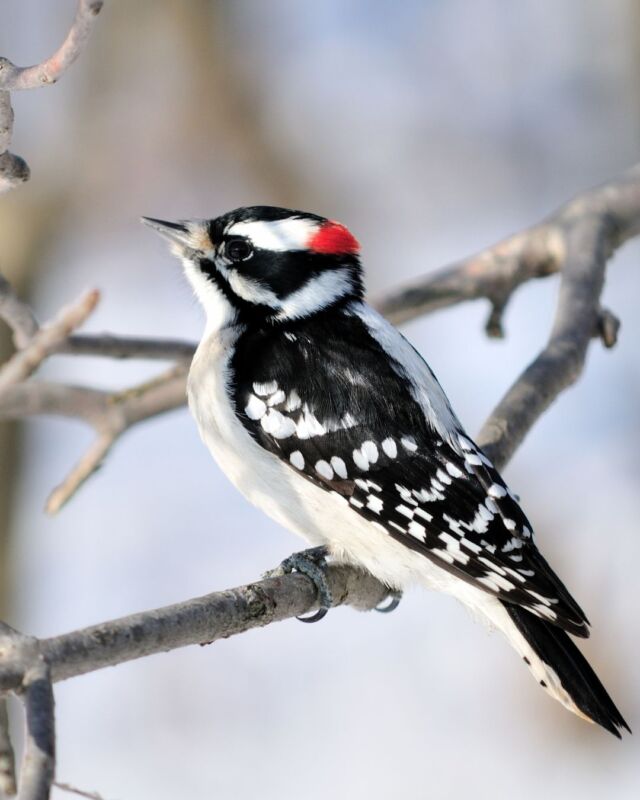 Hey avid avian admirers! 🐦 Join us in the Big Backyard for the Great Backyard Bird Count, TODAY - Monday. Drop in 11am-1pm, for 15-minute birdwatching tours and get crafty with fun activities! This program is FREE with Zoo admission or your Zoo membership.

Can't join us? Count birds from your backyard and report your findings at birdcount.org. The #GreatBackyardBirdCount takes place across the country, and helps avian researchers gather information to better protect wild birds for the future!