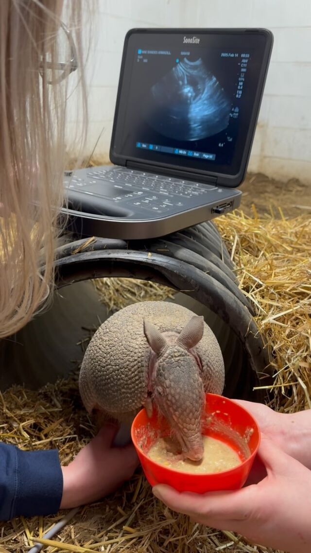 A special Valentine’s Day Patsy pregnancy update! ❤️ Patsy’s due date is quickly approaching! She participated in a routine ultrasound today. Thanks to cooperative husbandry (training animals to be active participants in their care) done with her keepers, and positive reinforcement with tasty snacks, these smooth ultrasounds make it easier on both Patsy and our veterinary care team to get a clear image of the babies. Mom and babies look great from what we can see, and we are expecting them to arrive any time now. We hope to share an update soon! ❤️ #armadillo #pregnancy #babies #babyanimals