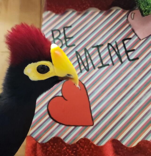 Cruella is looking for her special tweet-heart! ❤️ Any love birds out there who want to be her Valentine? 💌

📸 Keeper Kim W.