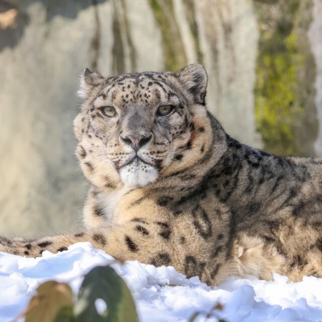 Snow day! ❄️ The Zoo will be closed tomorrow Sunday, February 16th due to inclement weather. Stay safe everyone!