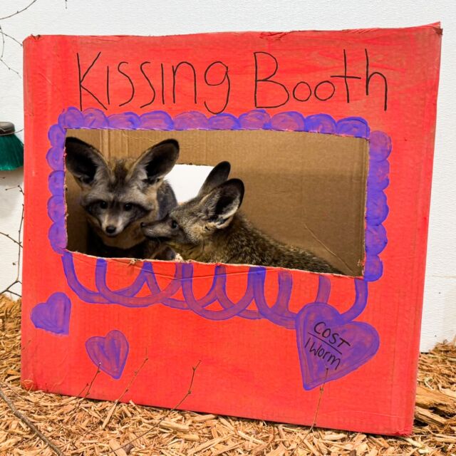 1 worm for a kiss! 🪱 Who could resist? 💋 Happy Valentine's Day from Norman and Mokala! ❤️