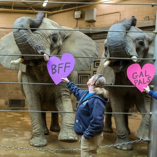 Trunks up for the girlies! 💖✨ Happy Galentine's Day from our bestie girls to yours. 🥰