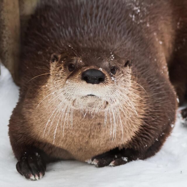 The Zoo is open all week during school break for some wild winter fun! ❄️ Cure that cabin fever by getting outdoors, connecting with nature, and getting up close with some incredible animals. Plus, Zoo admission is currently 1/2 priced until the end of February!