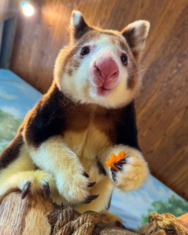 💙 Some bittersweet Zoo news: Paia the Matschie’s tree kangaroo will be moving to a new Zoo at the end of the month. While she will be missed, this move is an important step for her and for the future of tree kangaroos! She is moving as a recommendation from the Association of Zoos and Aquariums Species Survival Plan (SSP) which focuses on breeding to ensure the survival of this endangered species.

Paia was born here at Roger Williams Park Zoo in 2022 to mom Keweng and dad Morobe. We have loved watching her grow up and sharing her adorable antics with the world via social media. We know that many of you have come to love Paia as much as we have. We hope you'll join us in wishing her well in this new adventure!