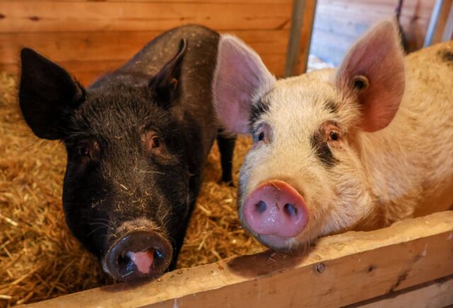 Oinking our way to National Pig Day! 🐽 Learn more about Ossabaw Island Hogs like Peach and Pecan below! 🐖

Ossabaw Island Hogs are native to Ossabaw Island off the coast of Georgia. These pigs are known for their small size, black or spotted coats, and remarkable hardiness. They are well-adapted to the harsh island environment and have a unique genetic makeup that makes them resistant to many common pig diseases. The Ossabaw Island hog is considered a critically endangered breed. While some breeding populations have been established off the island, the original feral population on Ossabaw Island is no longer in existence.