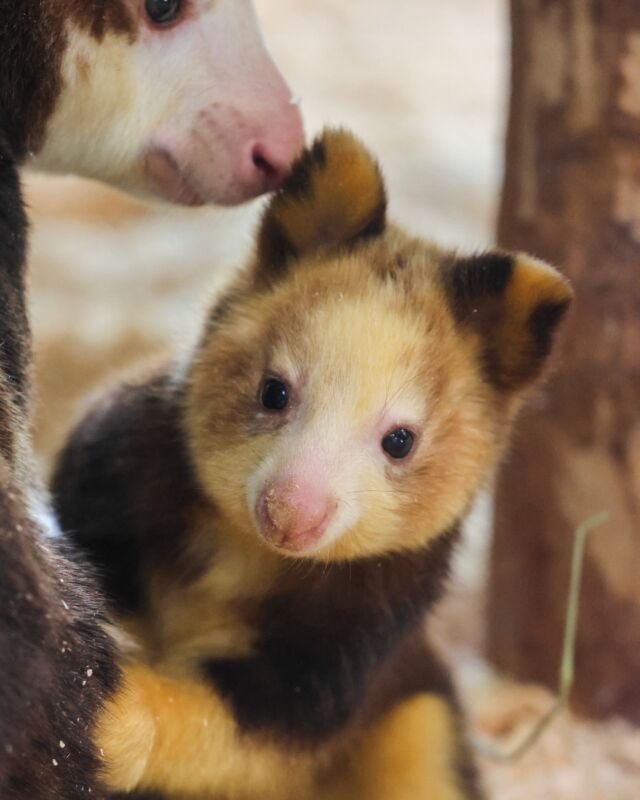 Home is where mom is! 💙 Even while spending time out of the pouch, Ren stays close to momma Keweng for comfort and guidance. #babyanimals #treekangaroo #momlife #adorable #rwpzoo