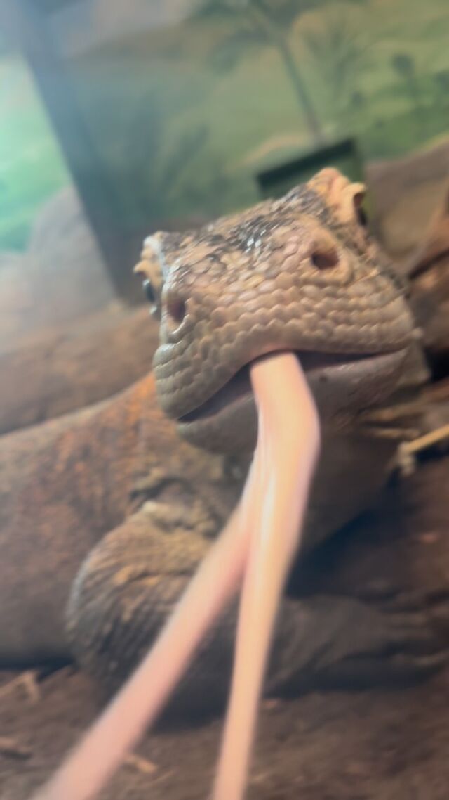 👃🏼 Sniff check: Komodo dragon edition 👅 Komodo dragons use their forked tongue to pick up scents in the air. They then rub their tongue against a special organ called the Jacobson’s organ to help differentiate locations and types of smells. Happy #TongueOutTuesday from Elsie!