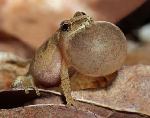 Hoppy First Day of Spring AND World Frog Day! 🐸☀️

Our local peepers couldn’t wait and have been singing their hearts out for days. Want to join the chorus? Learn to ID frog calls & help conservation with virtual FrogWatch training! rwpzoo.org/frogwatch (Registration ends March 31!)

#firstdayofspring #worldfrogday #springpeeper #springvibes